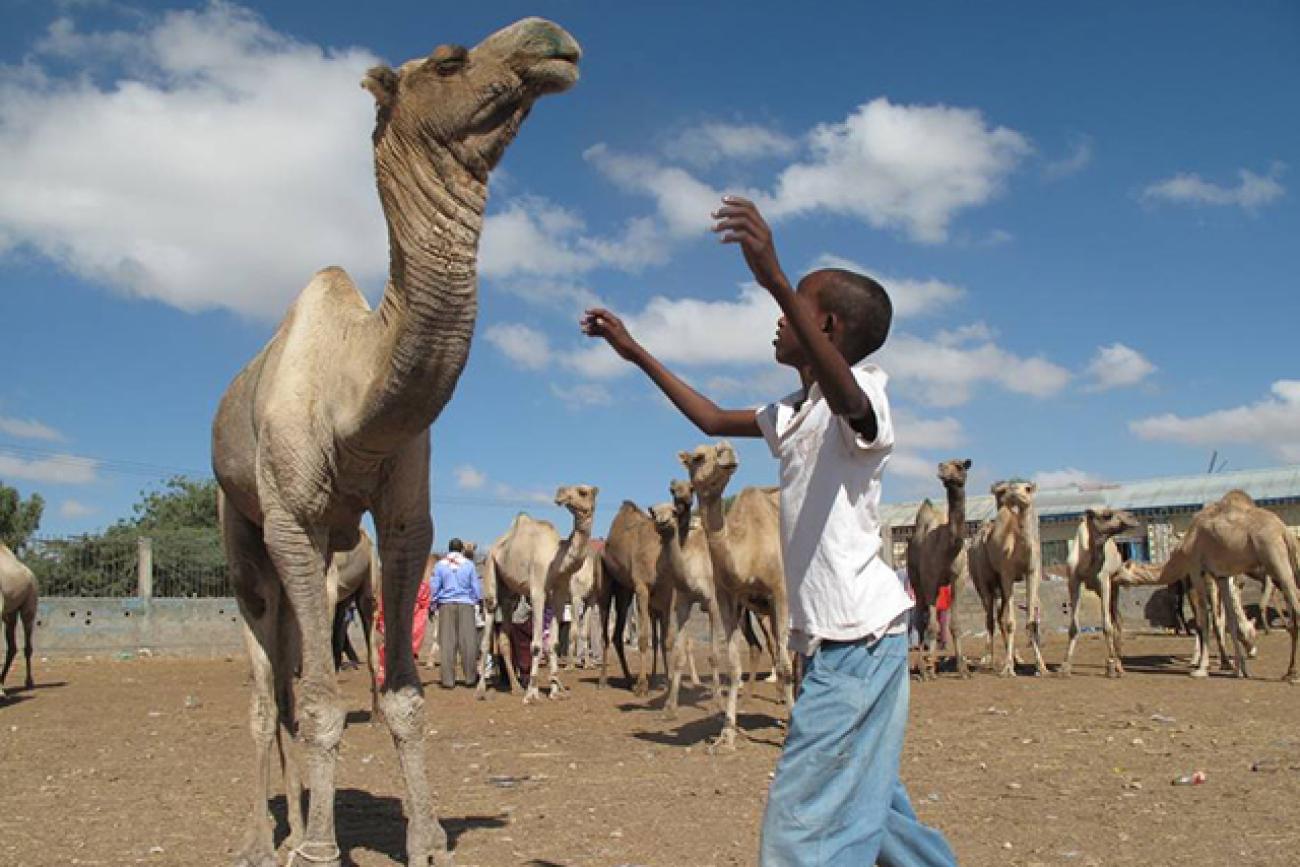 Over one million people in Somalia face acute food insecurity as food crisis worsens