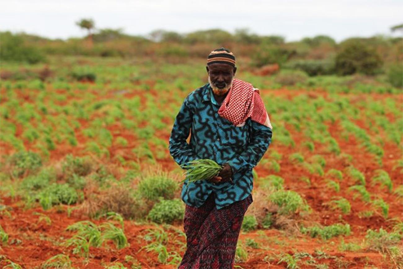 FAO’s response to the deteriorating food security situation in Somalia