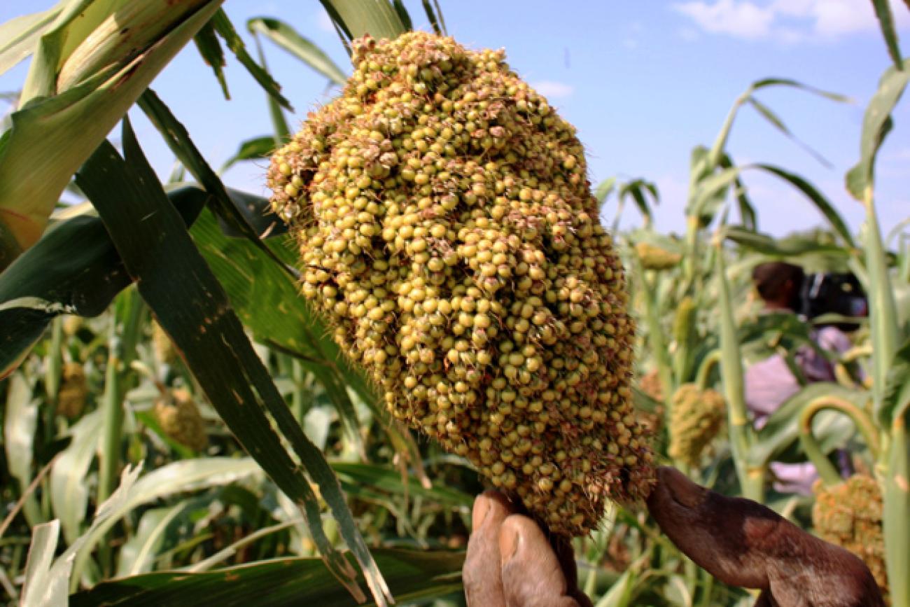 Sustained EC and Swedish Funding Boosts Food Security Analysis in Somalia