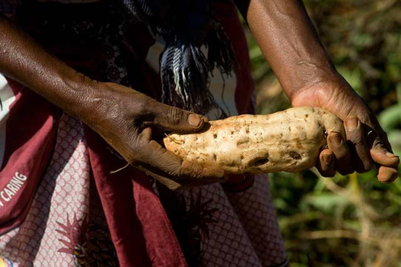 Sweet potatoes – cultivating resilience, fighting malnutrition in Somalia