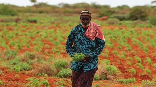 FAO’s response to the deteriorating food security situation in Somalia