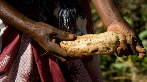 Sweet potatoes – cultivating resilience, fighting malnutrition in Somalia
