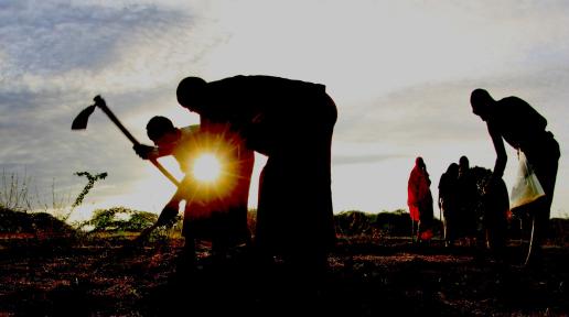 Somali farmers tending to the fields